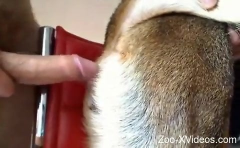 Special treat for this naked man when finally fucking his dog