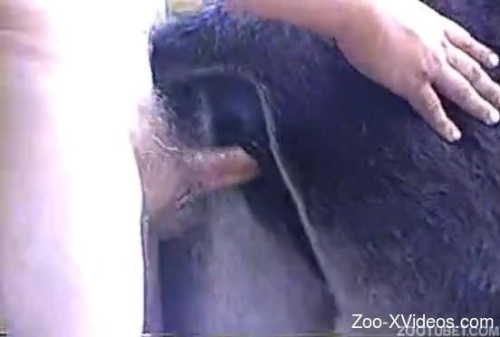 Sticking my hard prick in a tight anus of a cute doggy