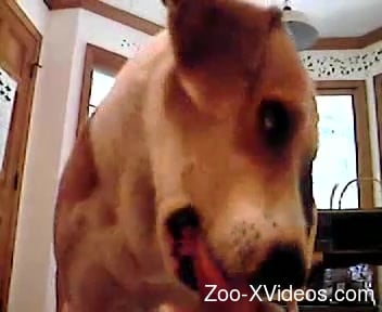 Unassuming dog helping a horny guy cum buckets in POV