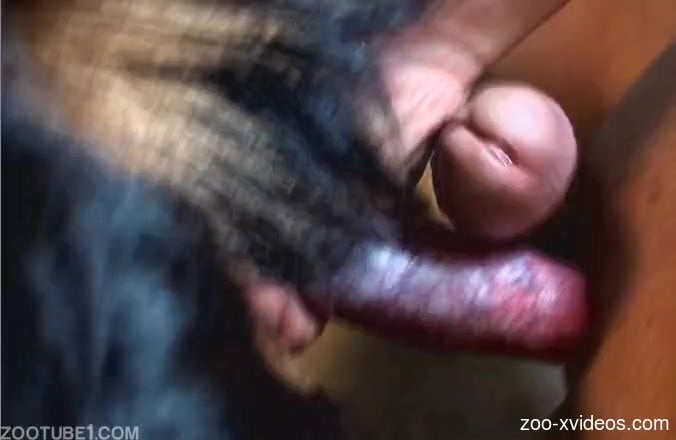 Man enjoys stiff dog dick for naughty sexual games