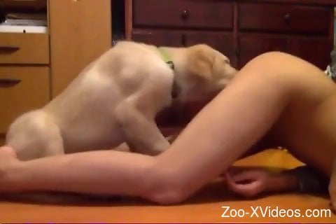 Wet pussy getting eagerly licked by a kinky dog