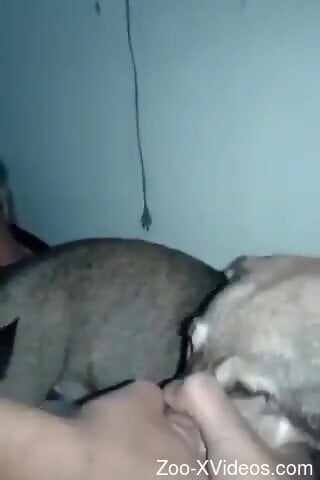 Dude dicking that tight hole from behind brutally