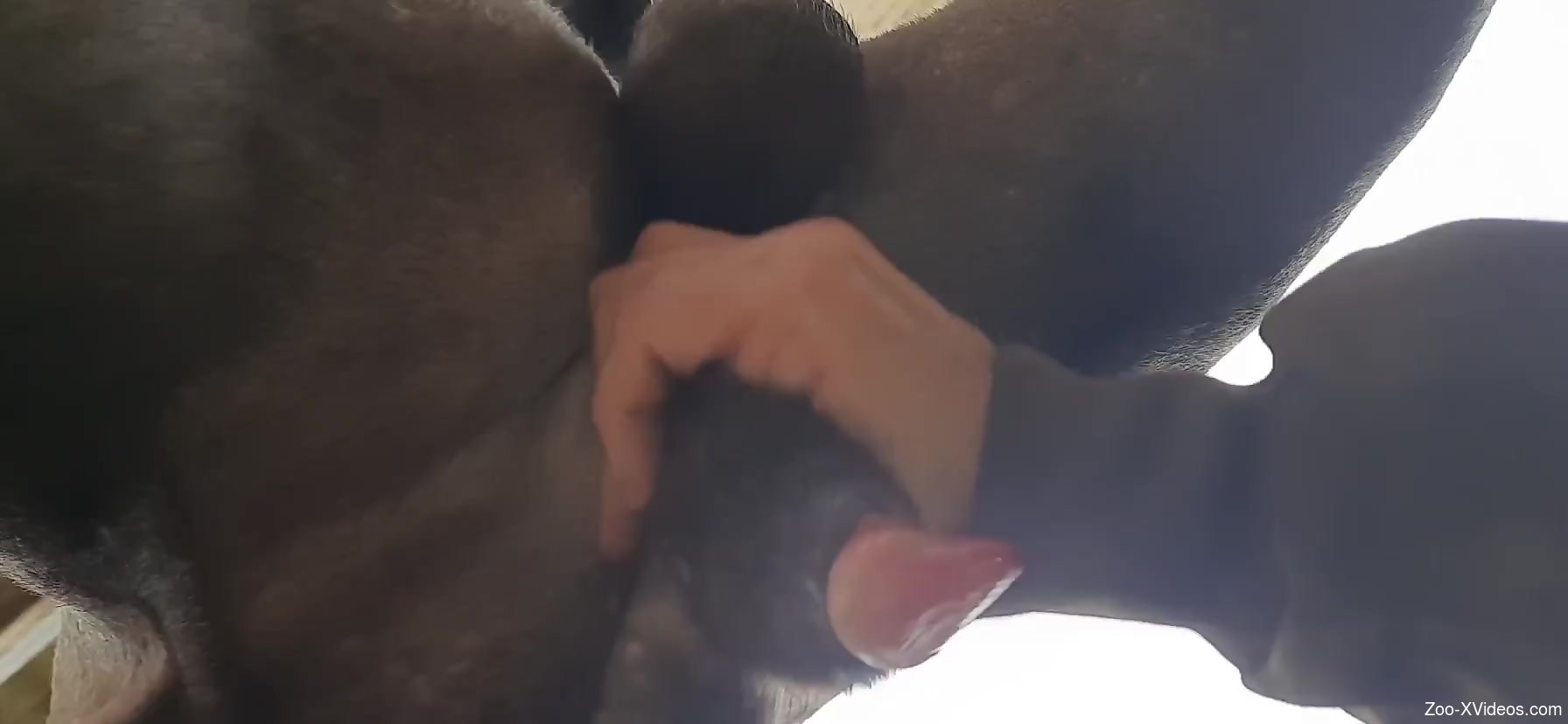 Guy enjoying hot handjobs and other forms of zoo XXX