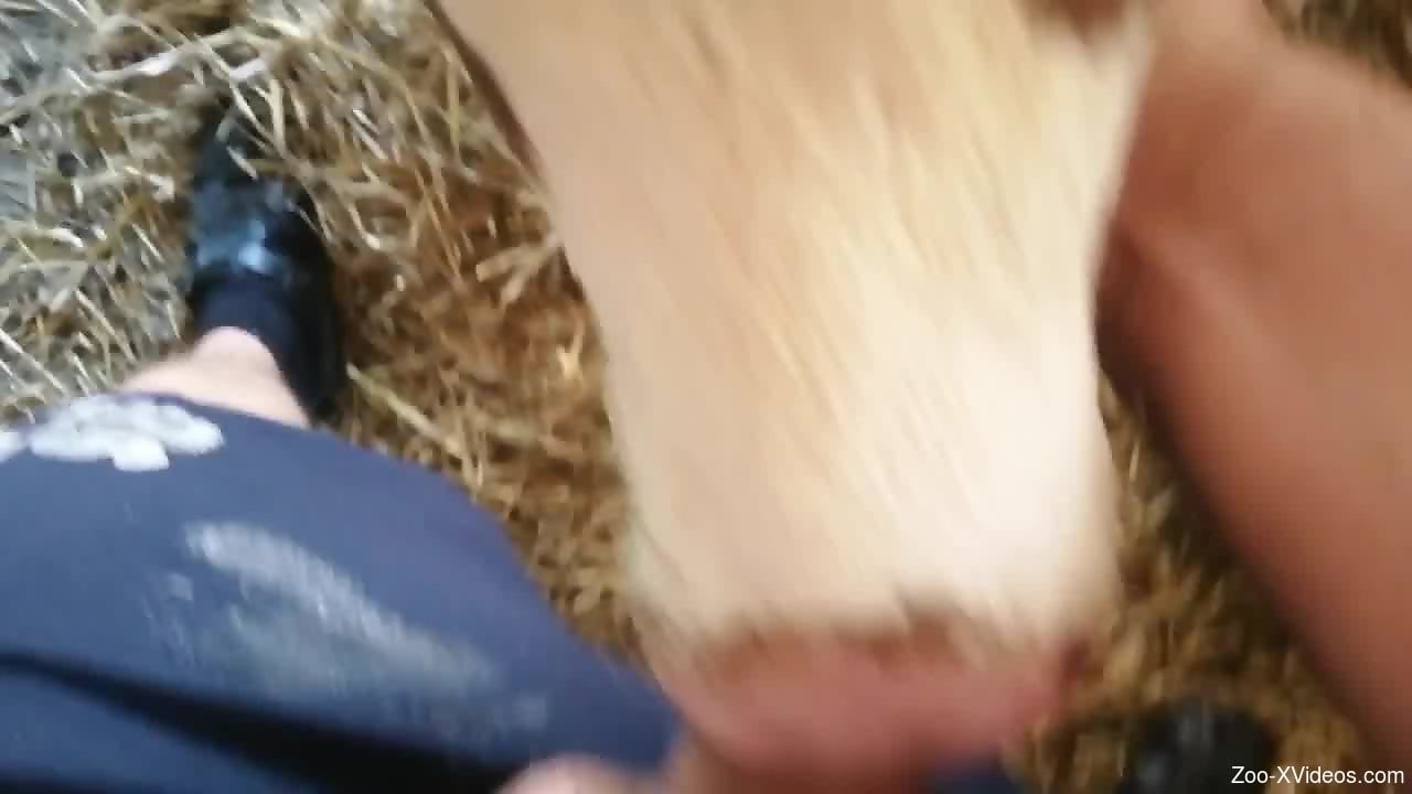 Cow deepthroating a nice cock in a POV porn video