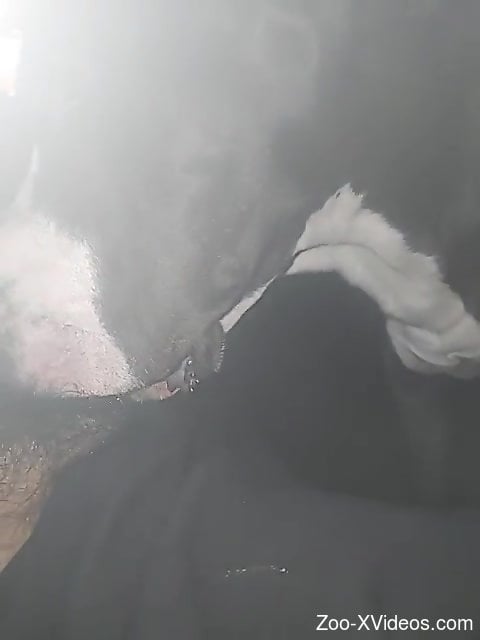 POV oral movie featuring a dog that loves sucking dick