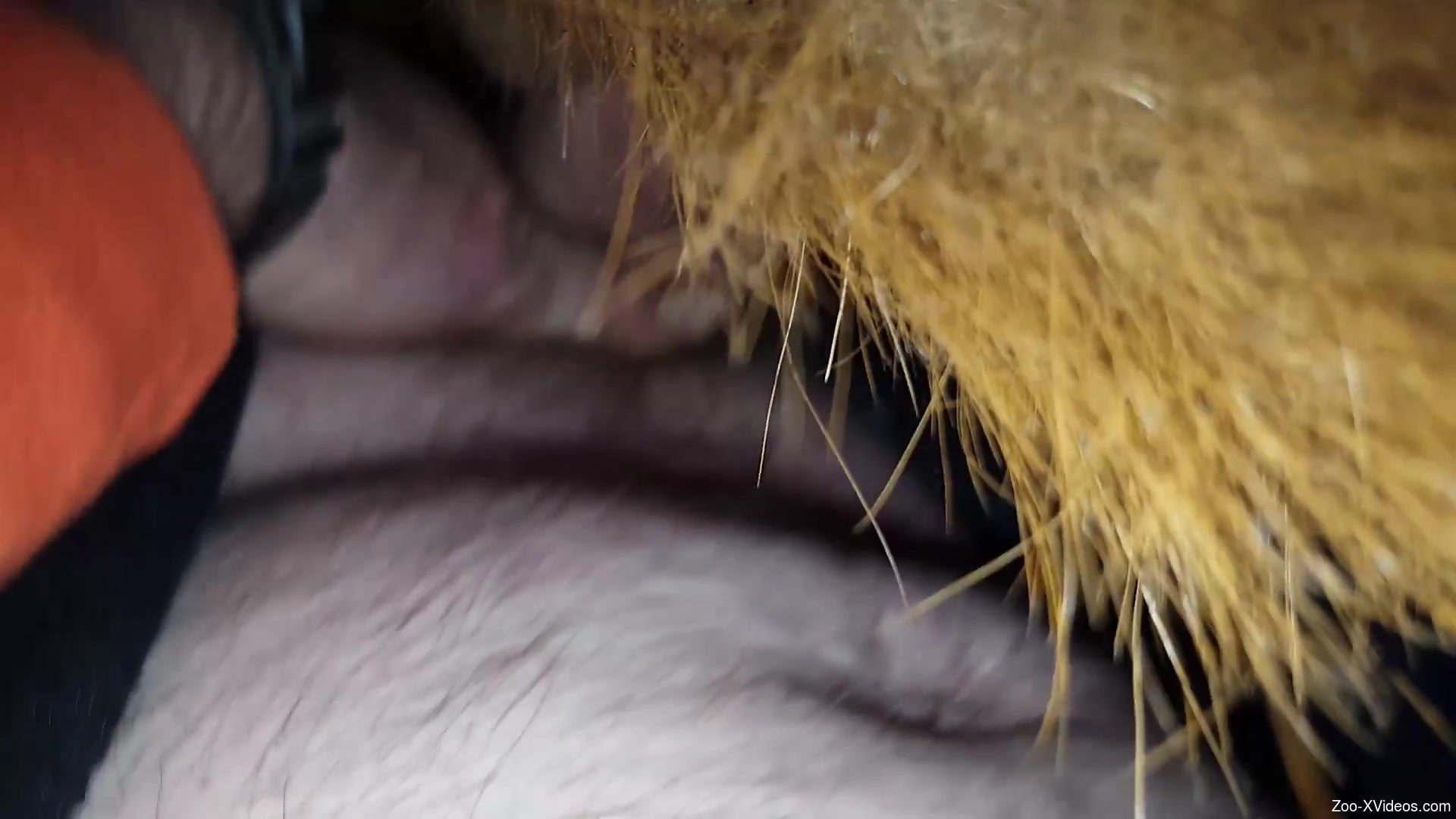 Guy carefully puts his cock inside of a horse's pussy