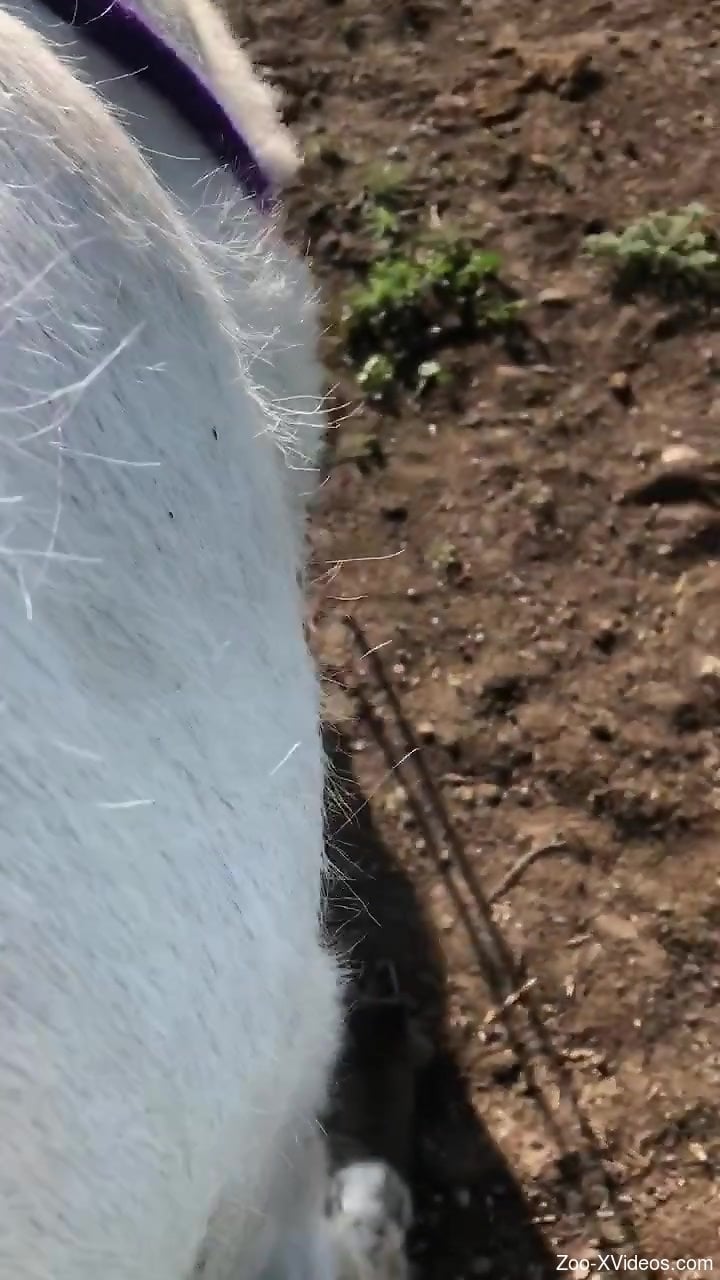 Hot guy's veiny cock exploring a horse's pussy