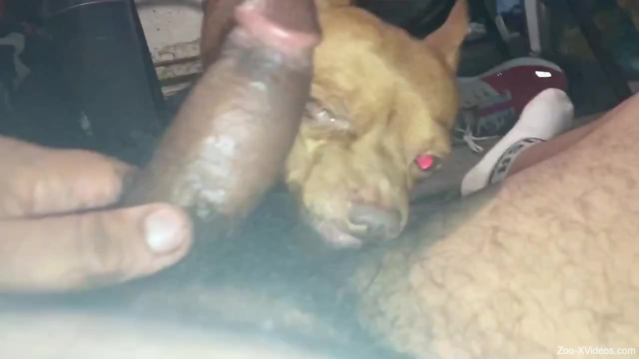 Dude gets a nice blowjob from a dog in a POV vid