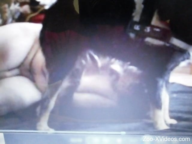 Chubby dude blowing a kinky dog in front of the cam