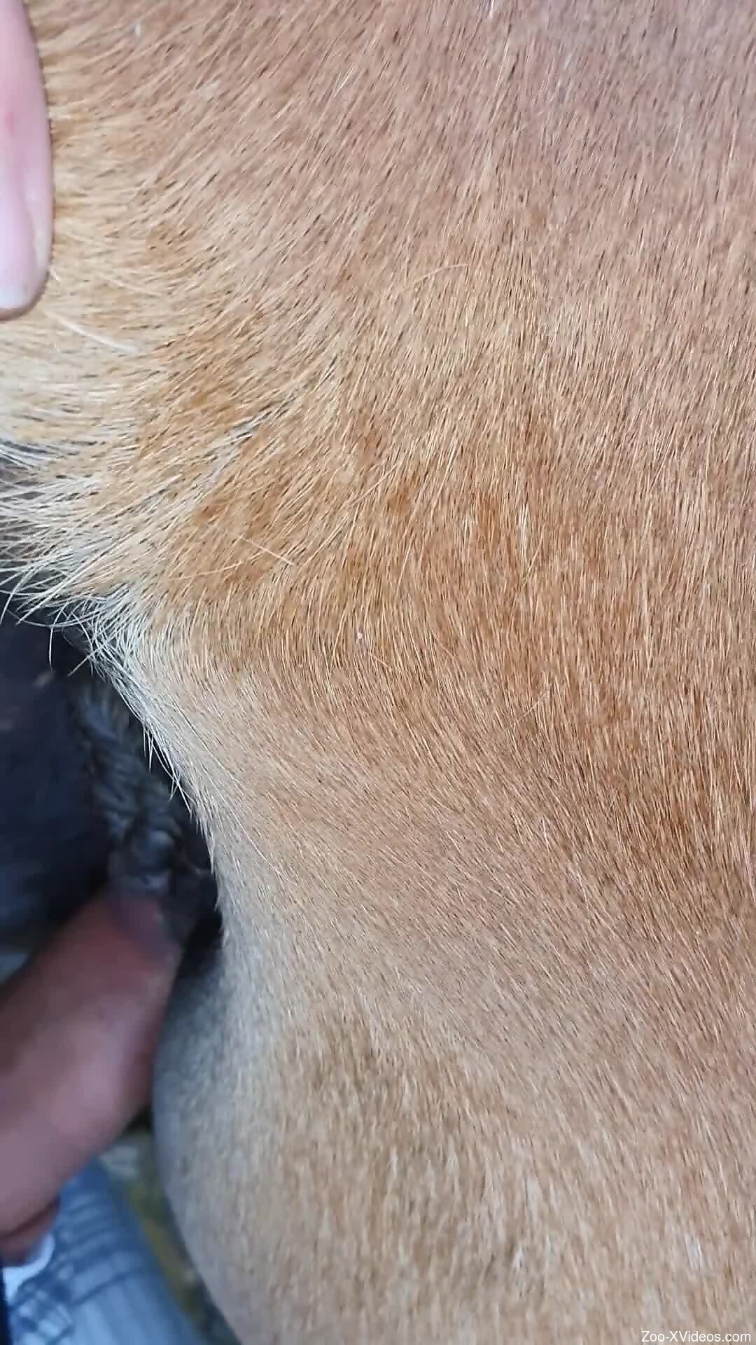 Dude with nice dick shows what he can do to horse