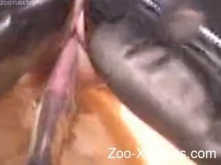 Brutal farm bestiality in the doggy style with a horse