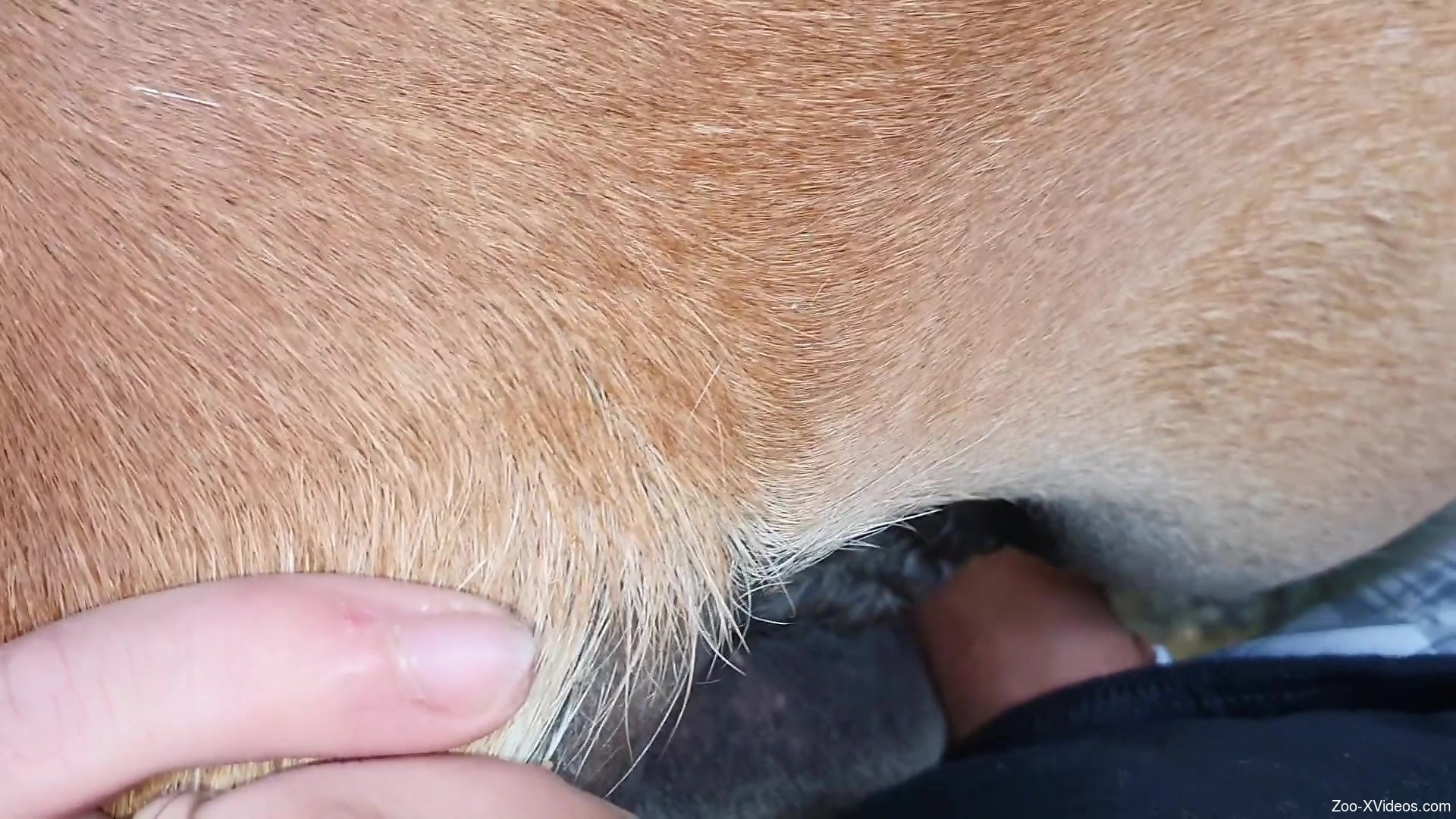 Thick dick fucking a dog's tight little pussy