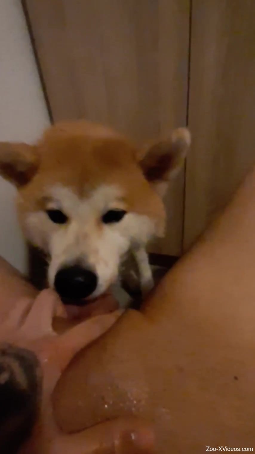 Akita dog pleases master by licking his erect dick