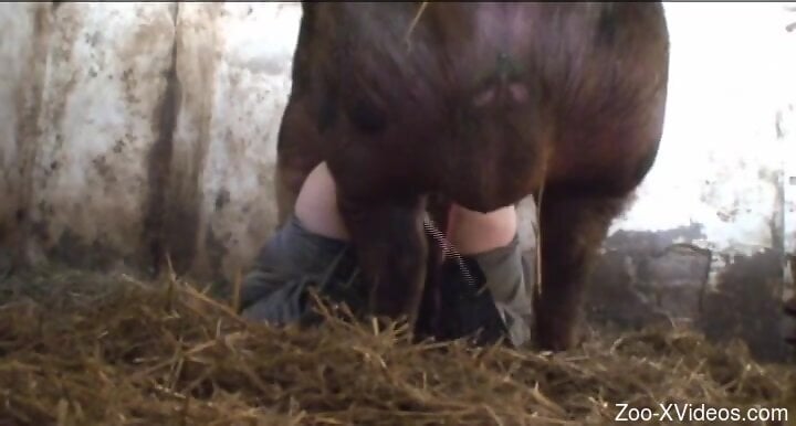 Massive boar is having rough zoo sex with a horny bitch