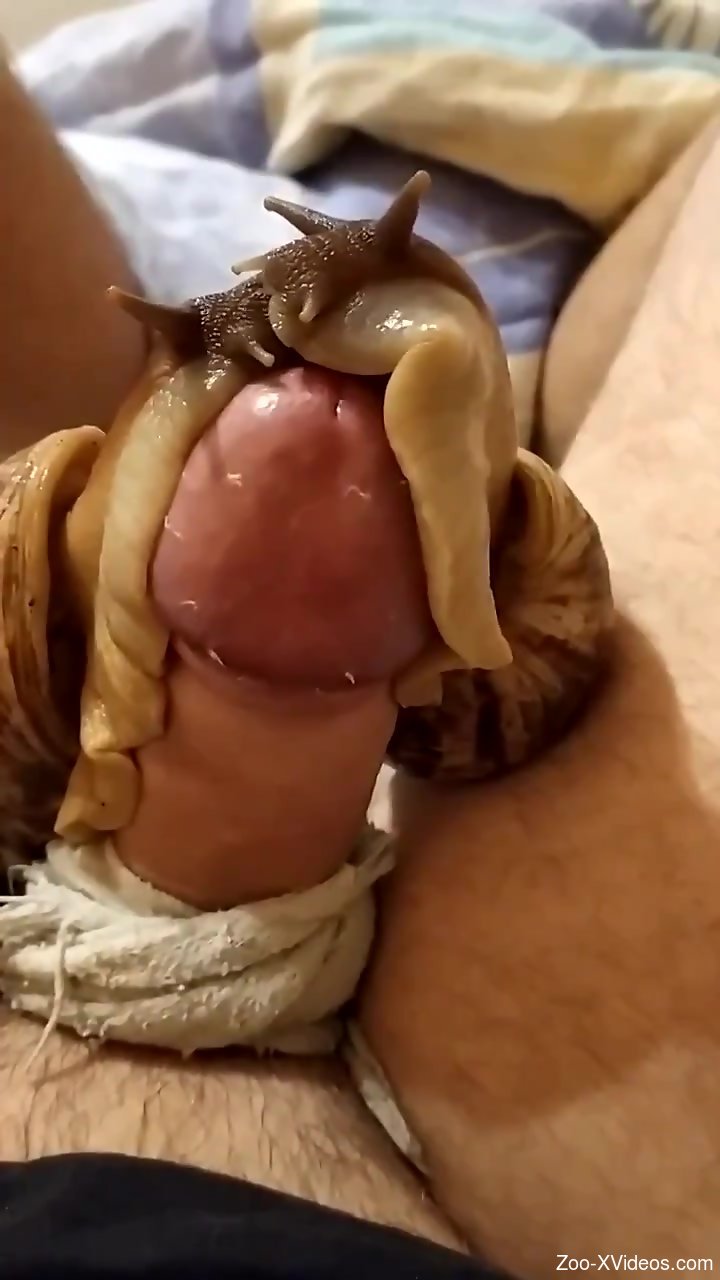Dude fucking snails in a disgusting POV porno video