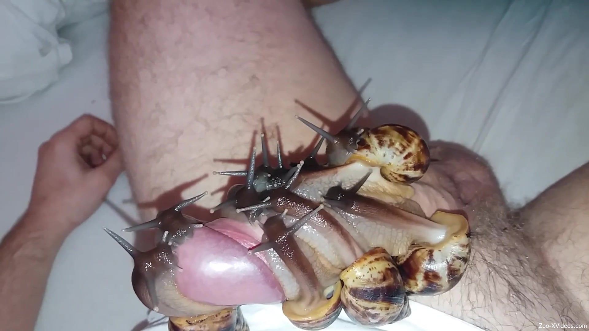 Dude's cock is covered completely by snails