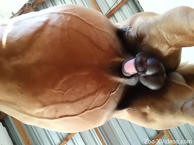 Horny woman likes to play with the horse's huge dick on cam