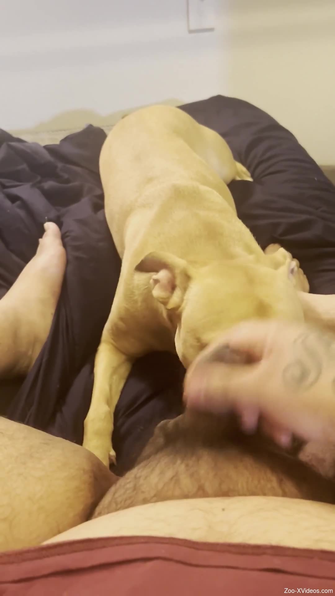 Dude strokes his penis to get the animal all riled up