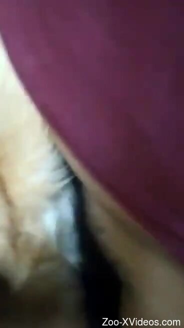 Dude's cock disappears completely in animal puss