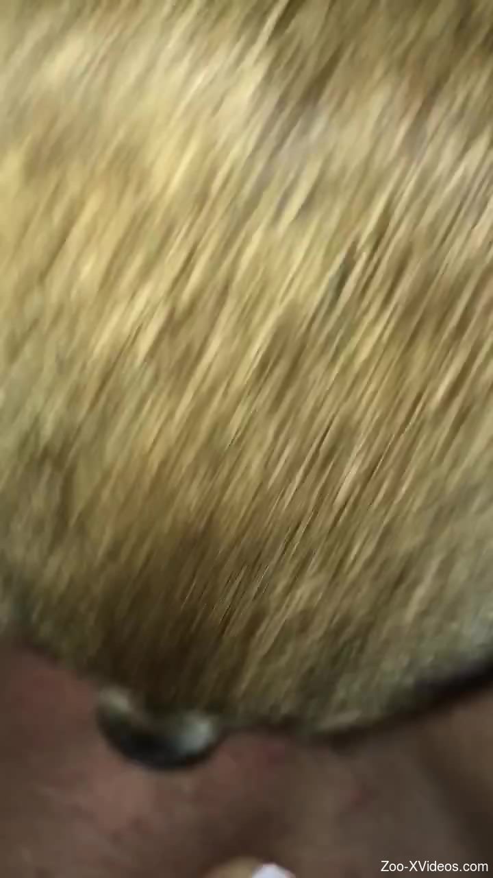 Small dog licking the girl's wet pussy on camera