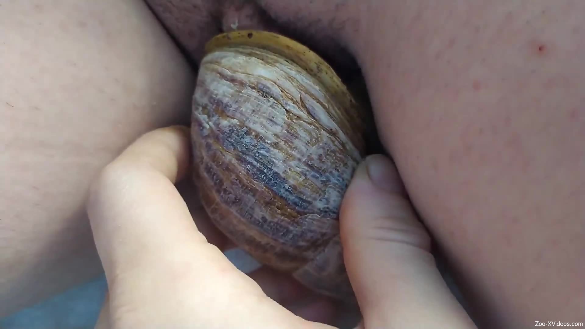 Sexy snail pleasuring a zoophile's hot pussy