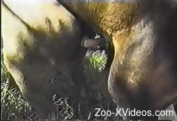 Horse fuck and the horny zoo lover tapes it