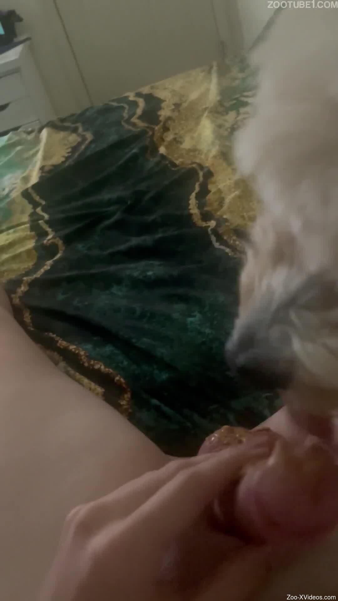 Aroused man jerks off with the dog licking his cock