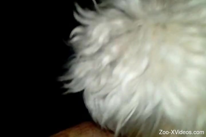 Man masturbates and the dog licks his dick in midnight solo