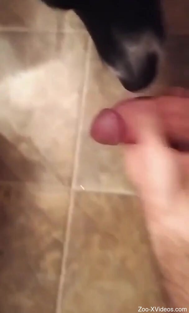 Dude is going to blow a load after dog licking