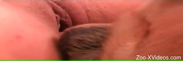 Aroused woman loudly tries dog dick down the muff in amazing positions