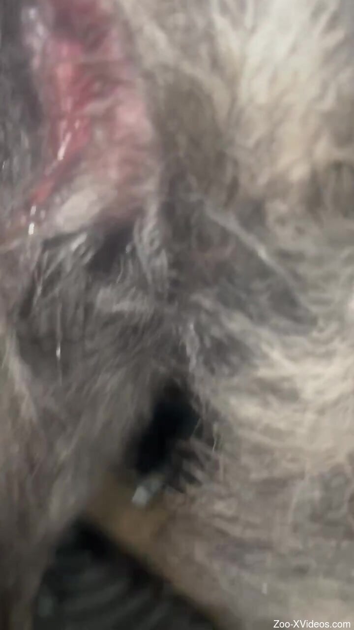 Wet vag animal getting fucked with passion today