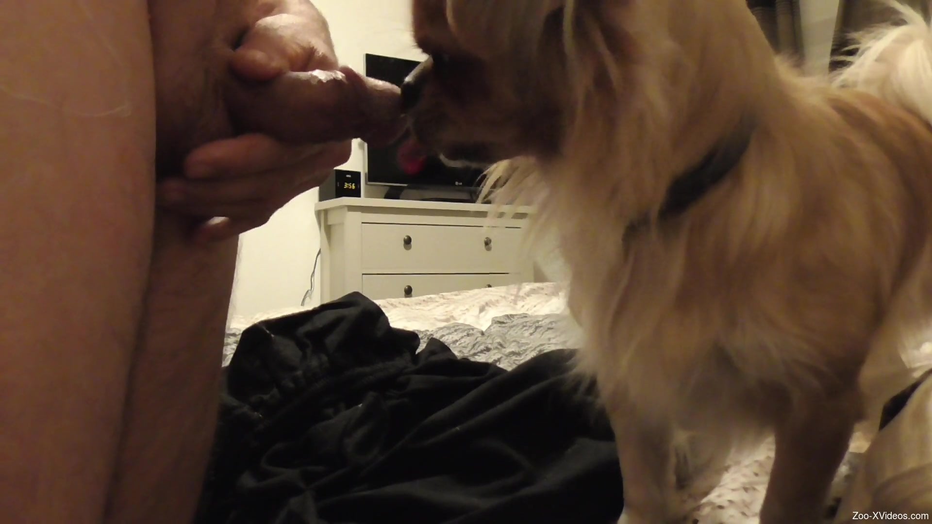 Dude shoves his hard dick in this dog's eager mouth