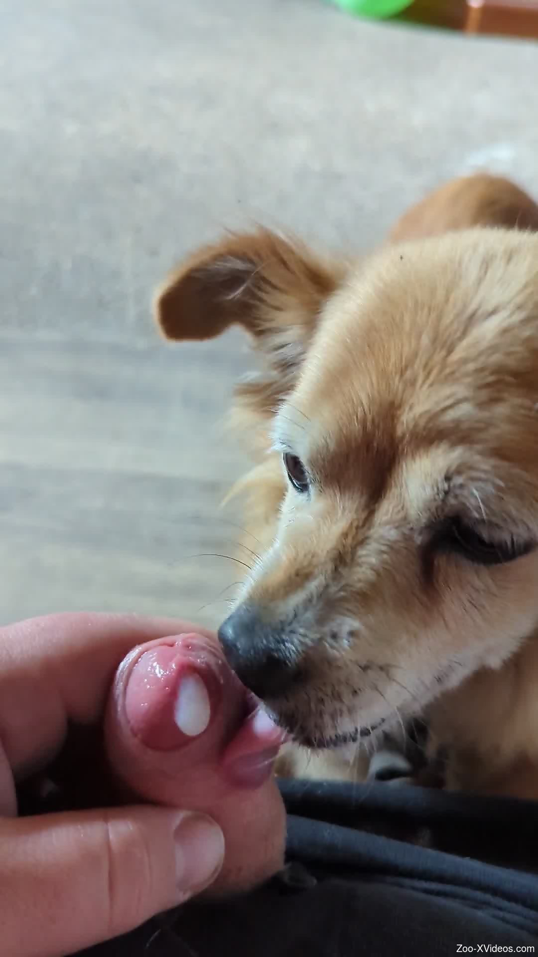 Sexy dog taking care of this guy's uncut penis