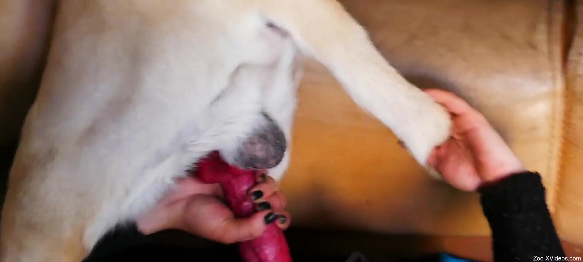 Sexy ass babe throats her dog's cock until the last drops