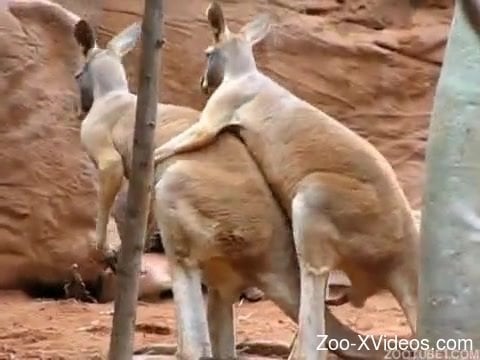 Good kangaroos are fucking in the doggy style pose