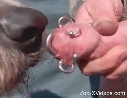 Dog sniffs and licks owner's penis in dirty outdoor XXX