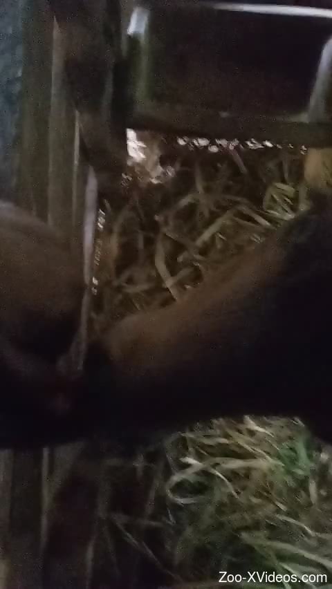 Dude's cock is getting sucked properly by a cow