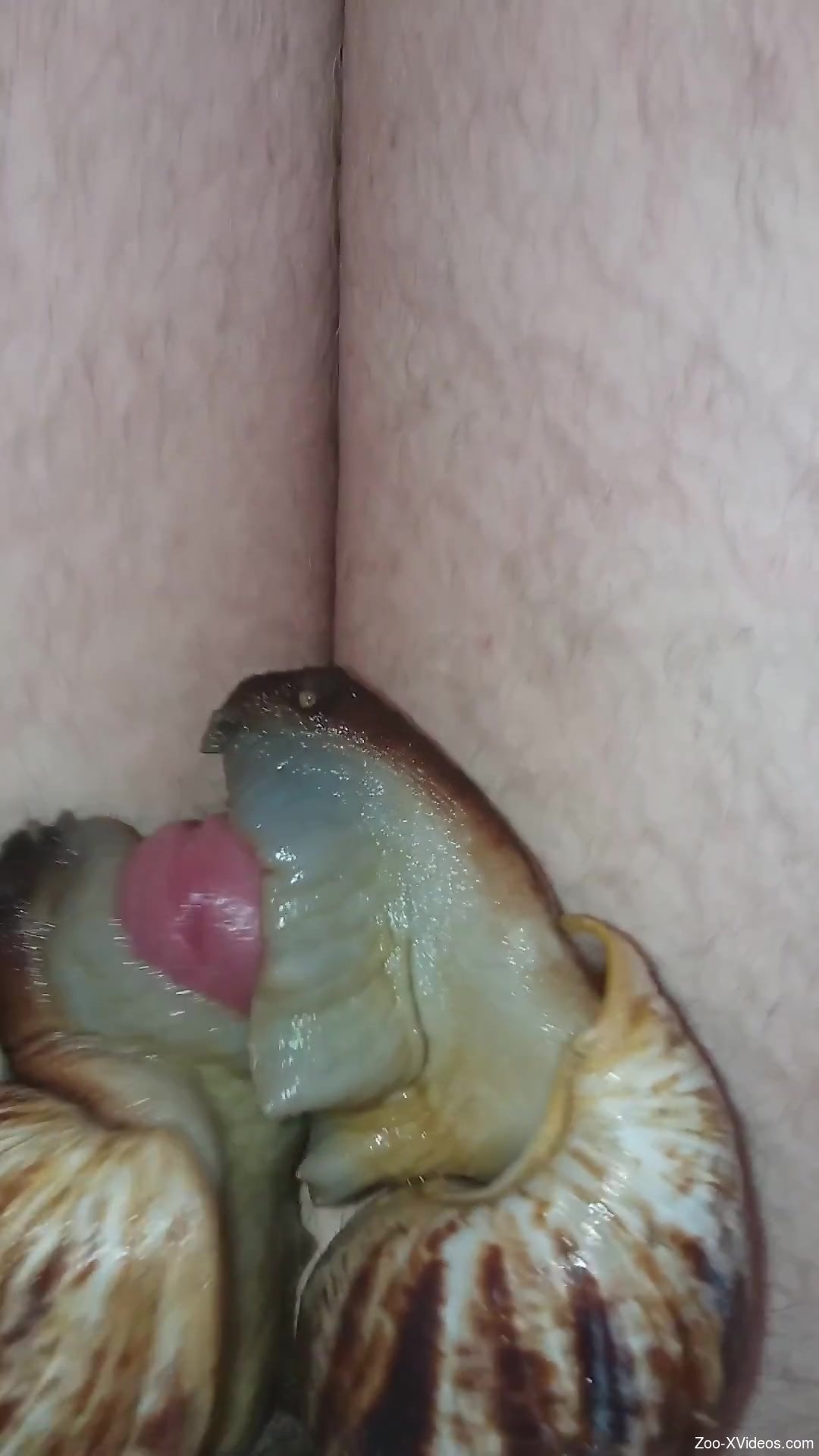 Snail-loving dude loves it when there are TWO of them