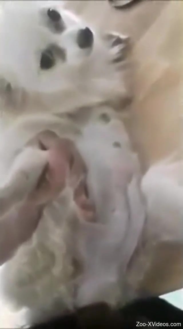 Horny man gags his dog when jerking off on cam