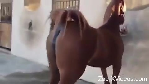 Sexy mare showing off its delicious-looking pussy