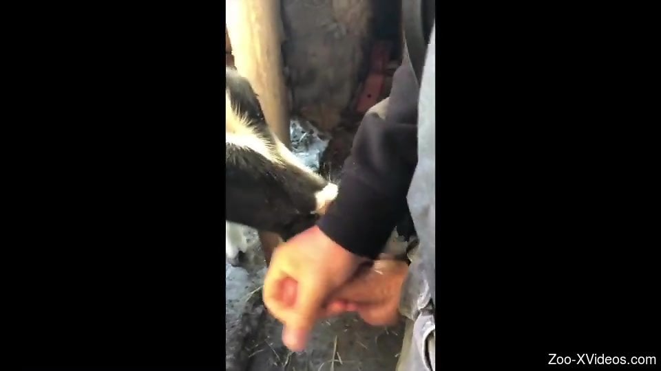 Man pulls out his dick and leaves veal lick it