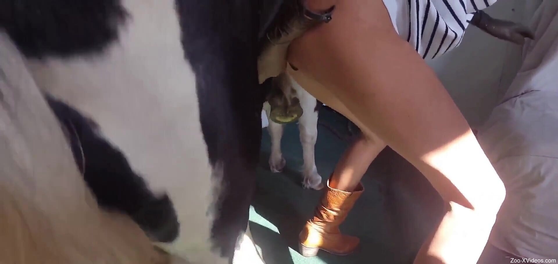 Hot lady getting dicked by a twisted animal too