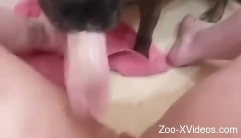 Dog pleases naked female with sloppy cunnilingus on cam