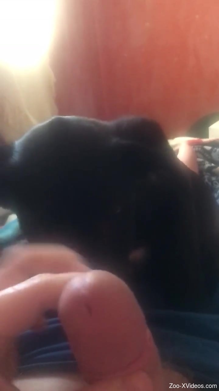 Hot animal licking ALL over that human cock in HD