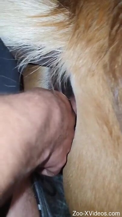 Hot guy with a hard cock is gaping a mare's cunt