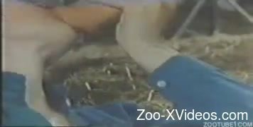 Horse porn in rough scenes along a slutty woman