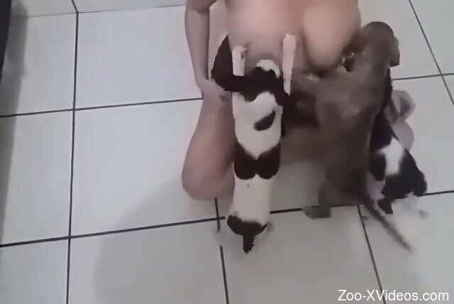 Busty slut lets these thirsty puppies suck her tits