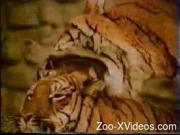 Awesome wild tigers fuck in doggy style pose in local zoo