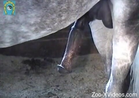 Man craves the horse's huge dick for loud perversions