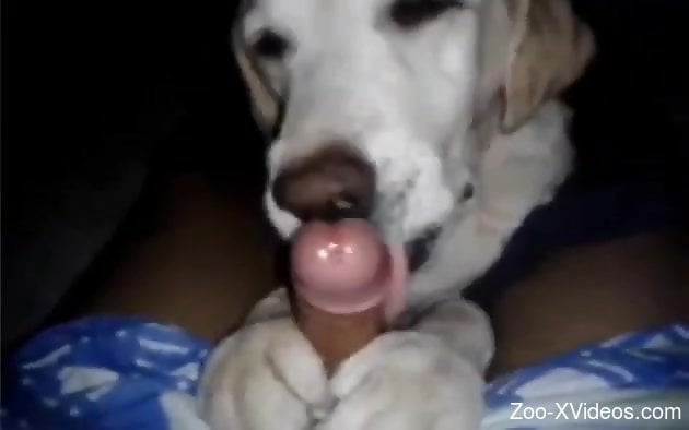 Small dog easily handles a throbbing cock in a POV video